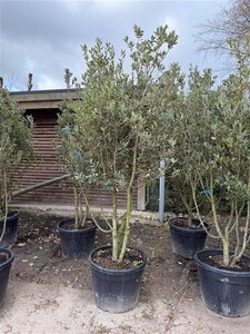 Quercus ilex 200-250 cm container meerstammig