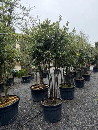 Quercus ilex 200-250 cm container meerstammig - afbeelding 1