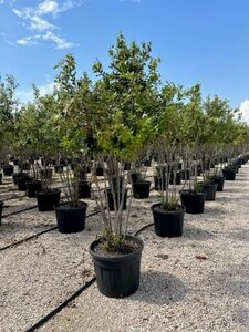 Quercus ilex 200-250 cm container meerstammig - afbeelding 2