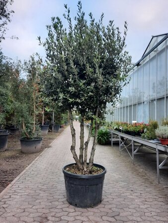 Quercus ilex 200-250 cm container meerstammig - afbeelding 5