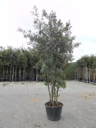 Quercus ilex 200-250 cm container meerstammig - afbeelding 7