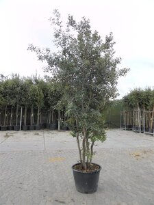 Quercus ilex 200-250 cm container meerstammig - afbeelding 7