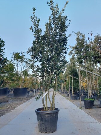 Quercus ilex 200-250 cm container meerstammig - afbeelding 3