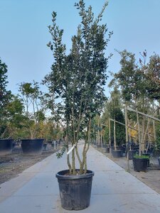 Quercus ilex 200-250 cm container meerstammig - afbeelding 3