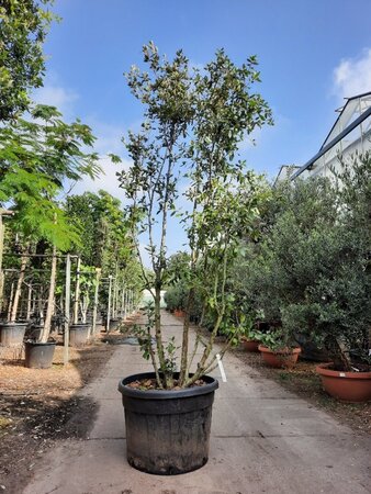Quercus ilex 200-250 cm container meerstammig - afbeelding 4