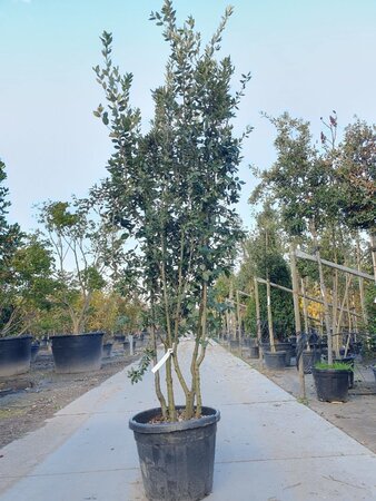 Quercus ilex 200-250 cm container meerstammig - afbeelding 5