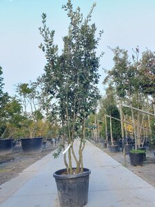Quercus ilex 200-250 cm container meerstammig - afbeelding 5