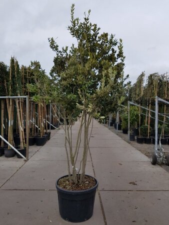 Quercus ilex 200-250 cm container meerstammig - afbeelding 8