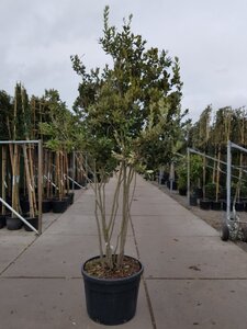 Quercus ilex 200-250 cm container meerstammig - afbeelding 8