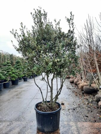 Quercus ilex 200-250 cm container meerstammig - afbeelding 9
