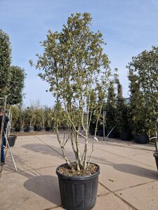 Quercus ilex 200-250 cm container multi-stem - image 3