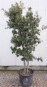 Quercus ilex 200-250 cm container multi-stem - image 4