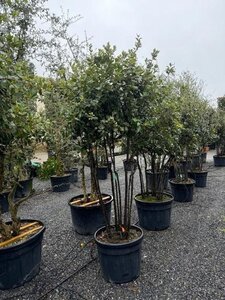 Quercus ilex 200-250 cm container multi-stem