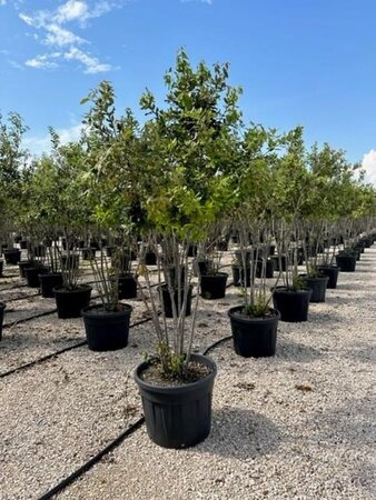 Quercus ilex 200-250 cm container multi-stem - image 2