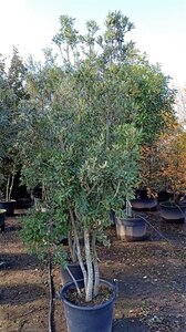Quercus ilex 200-250 cm container multi-stem - image 6