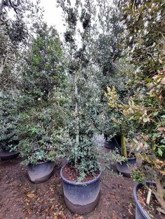 Quercus ilex 350-400 cm container meerstammig - afbeelding 16