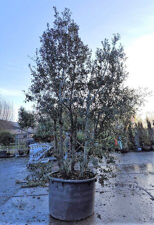 Quercus ilex 350-400 cm container meerstammig - afbeelding 18