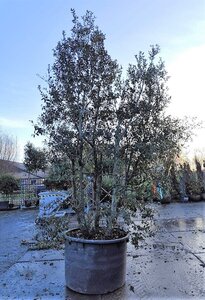 Quercus ilex 350-400 cm container meerstammig - afbeelding 18