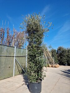Quercus ilex 350-400 cm container meerstammig - afbeelding 19