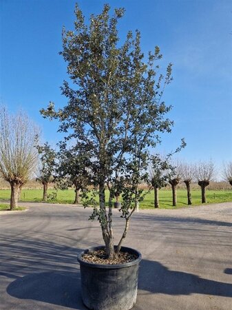 Quercus ilex 350-400 cm container meerstammig - afbeelding 11
