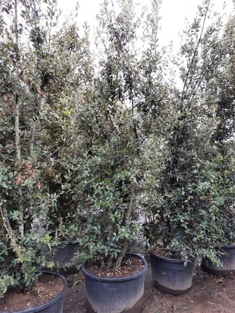 Quercus ilex 350-400 cm container meerstammig - afbeelding 21
