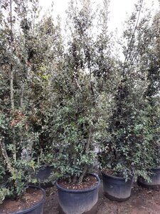 Quercus ilex 350-400 cm container meerstammig - afbeelding 21