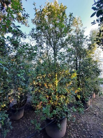 Quercus ilex 350-400 cm container meerstammig - afbeelding 24