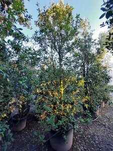 Quercus ilex 350-400 cm container meerstammig - afbeelding 24