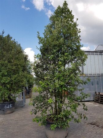 Quercus ilex 350-400 cm container meerstammig - afbeelding 12