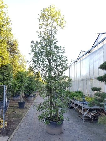Quercus ilex 350-400 cm container meerstammig - afbeelding 6