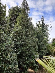 Quercus ilex 350-400 cm container meerstammig - afbeelding 8