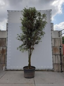 Quercus ilex 350-400 cm draadkluit meerstammig - afbeelding 3
