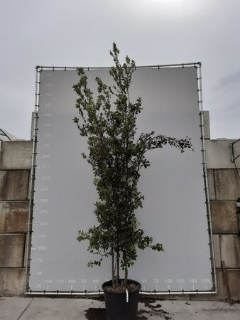 Quercus ilex 350-400 cm draadkluit meerstammig - afbeelding 2