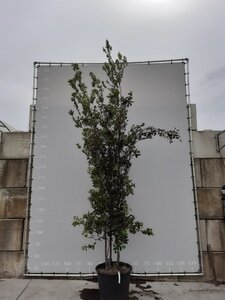 Quercus ilex 350-400 cm draadkluit meerstammig - afbeelding 2