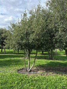 Quercus ilex 350-400 cm WRB multi-stem - image 2