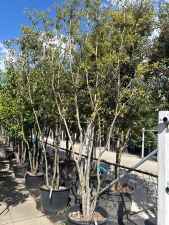 Quercus ilex 350-400 cm WRB multi-stem - image 3
