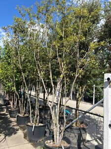 Quercus ilex 350-400 cm WRB multi-stem - image 3