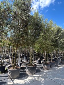 Quercus ilex 350-400 cm WRB multi-stem - image 4
