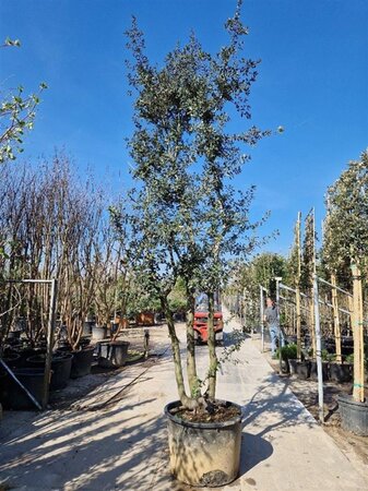 Quercus ilex 400-450 cm cont. 230L meerstammig - afbeelding 3