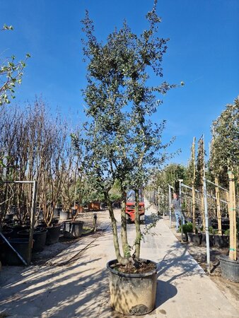 Quercus ilex 400-450 cm cont. 230L meerstammig - afbeelding 2