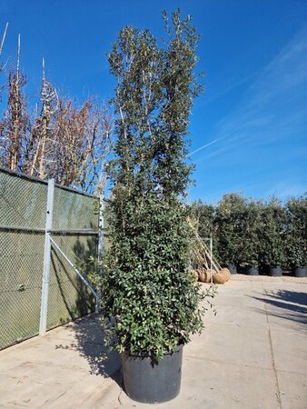 Quercus ilex 400-450 cm cont. 230L multi-stem - image 2