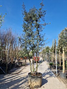 Quercus ilex 400-450 cm cont. 230L multi-stem - image 3