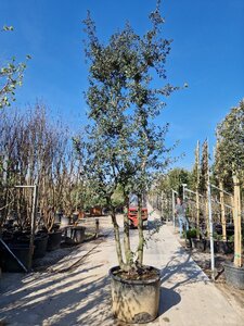 Quercus ilex 400-450 cm cont. 230L multi-stem - image 4