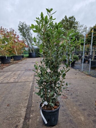 Quercus ilex 60-80 cm cont. 3,0L - afbeelding 3