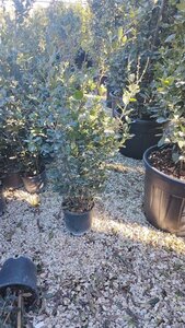 Quercus ilex 60-80 cm cont. 3,0L - afbeelding 2