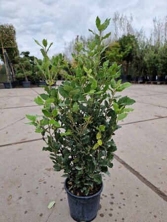Quercus ilex 60-80 cm cont. 3,0L - image 5