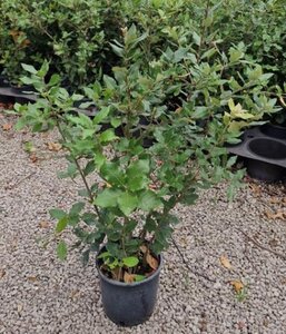 Quercus ilex 60-80 cm cont. 3,0L - image 7
