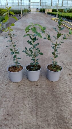 Quercus ilex 60-80 cm cont. 3,0L - image 6