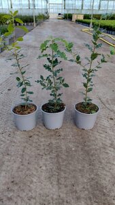 Quercus ilex 60-80 cm cont. 3,0L - image 6