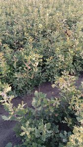 Quercus robur 30-50 cm wortelgoed 1-jarige zaailingen